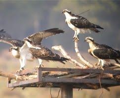 P.N. Marismas del Odiel: Reintroducción por método Hacking del Águila Pescadora