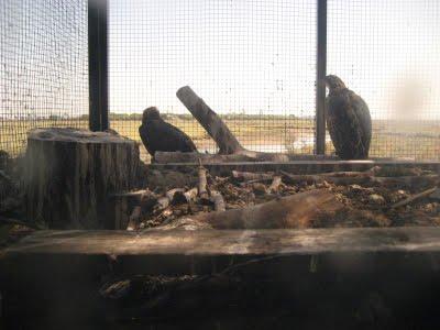 P.N. Marismas del Odiel: Reintroducción por método Hacking del Águila Pescadora