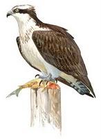 P.N. Marismas del Odiel: Reintroducción por método Hacking del Águila Pescadora