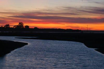 P.N. Marismas del Odiel: Reintroducción por método Hacking del Águila Pescadora