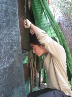 P.N. Marismas del Odiel: Reintroducción por método Hacking del Águila Pescadora