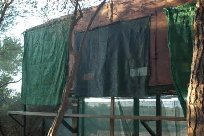 P.N. Marismas del Odiel: Reintroducción por método Hacking del Águila Pescadora