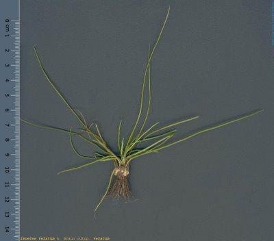 Isoetes velatum (A. Braum) subsp. velatum DD