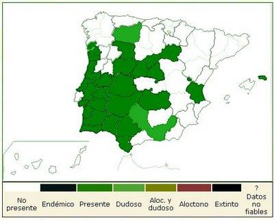 Isoetes velatum (A. Braum) subsp. velatum DD