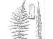 Dryopteris affinis ((Lowe) Fraser-Jenkis subsp.