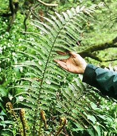 Dryopteris affinis ((Lowe) Fraser-Jenkis subsp. affinis VU