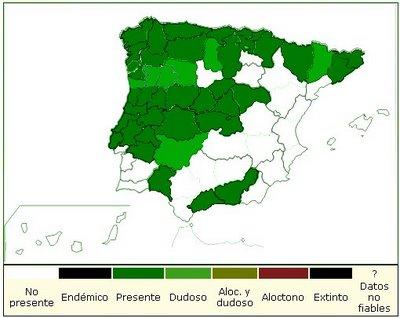 Dryopteris affinis ((Lowe) Fraser-Jenkis subsp. affinis VU