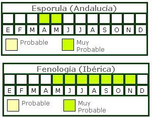 Dryopteris affinis ((Lowe) Fraser-Jenkis subsp. affinis VU