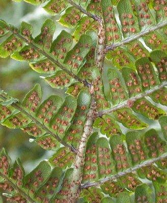 Dryopteris affinis ((Lowe) Fraser-Jenkis subsp. affinis VU