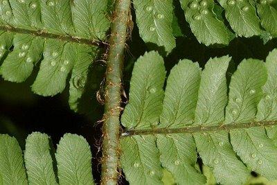 Dryopteris affinis ((Lowe) Fraser-Jenkis subsp. affinis VU