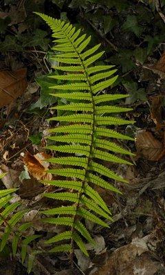 Dryopteris affinis ((Lowe) Fraser-Jenkis subsp. affinis VU