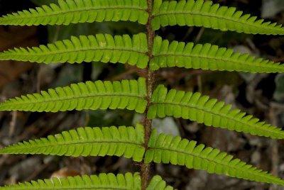Dryopteris affinis ((Lowe) Fraser-Jenkis subsp. affinis VU