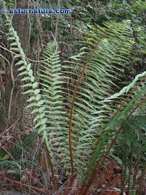 Dryopteris affinis ((Lowe) Fraser-Jenkis subsp. affinis VU