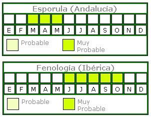 Polystichum setiferum ((Forssk.) Woyn.) NT