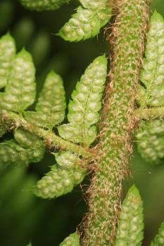 Polystichum setiferum ((Forssk.) Woyn.) NT
