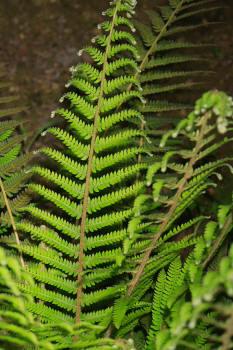 Polystichum setiferum ((Forssk.) Woyn.) NT