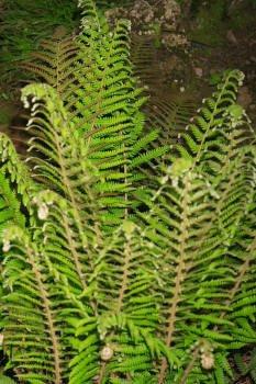 Polystichum setiferum ((Forssk.) Woyn.) NT