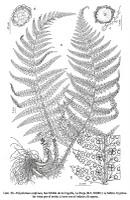 Polystichum setiferum ((Forssk.) Woyn.) NT