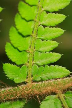 Polystichum setiferum ((Forssk.) Woyn.) NT