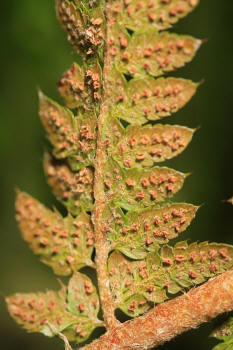 Polystichum setiferum ((Forssk.) Woyn.) NT