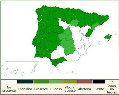 Polystichum setiferum ((Forssk.) Woyn.) NT
