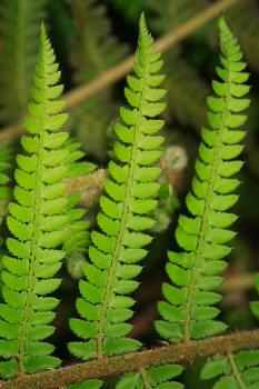 Polystichum setiferum ((Forssk.) Woyn.) NT