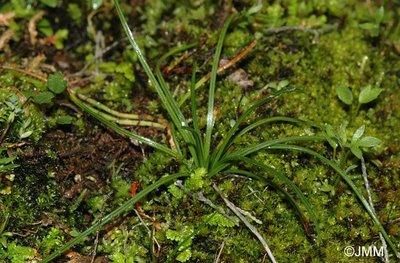 Isoetes durieui (Bory) VU