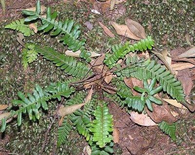 Blechnum spicant ((L.) Roth) NT