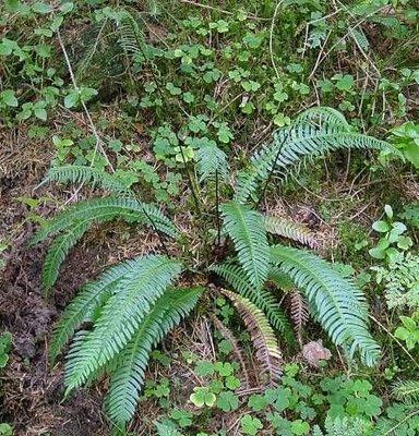 Blechnum spicant ((L.) Roth) NT