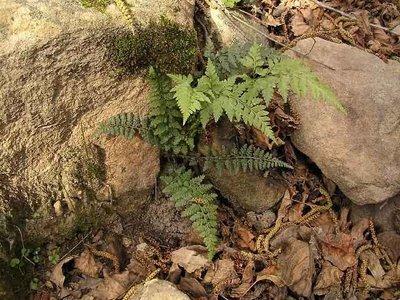 Asplenium billotii (F. W. Schultz) NT