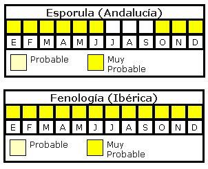 Asplenium billotii (F. W. Schultz) NT