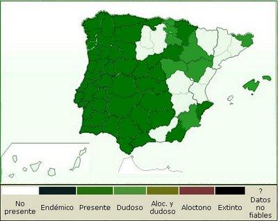 Asplenium billotii (F. W. Schultz) NT