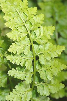 Asplenium billotii (F. W. Schultz) NT