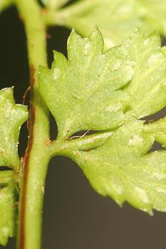 Asplenium billotii (F. W. Schultz) NT