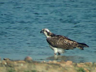 El Águila pescadora vuelve a criar en la Península
