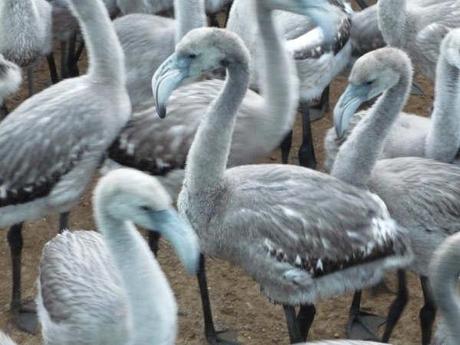 El Flamenco cría por segundo año consecutivo en las Marismas del Odiel