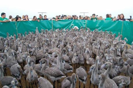 El Flamenco cría por segundo año consecutivo en las Marismas del Odiel