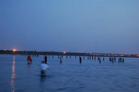 El Flamenco cría por segundo año consecutivo en las Marismas del Odiel