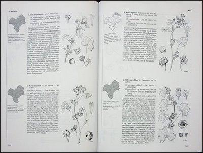 FLORA VASCULAR DE ANDALUCÍA OCCIDENTAL