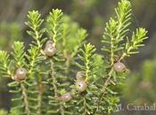 Encontrada población camarina (corema album) punta umbría.// found population umbría