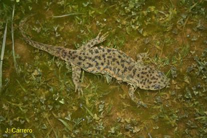 Gallipato en el agua 01