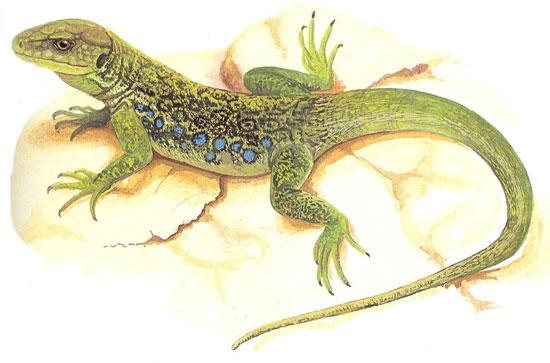 Lagarto Ocelado (Lacerta lepida) // Lizard Ocelado - Paperblog