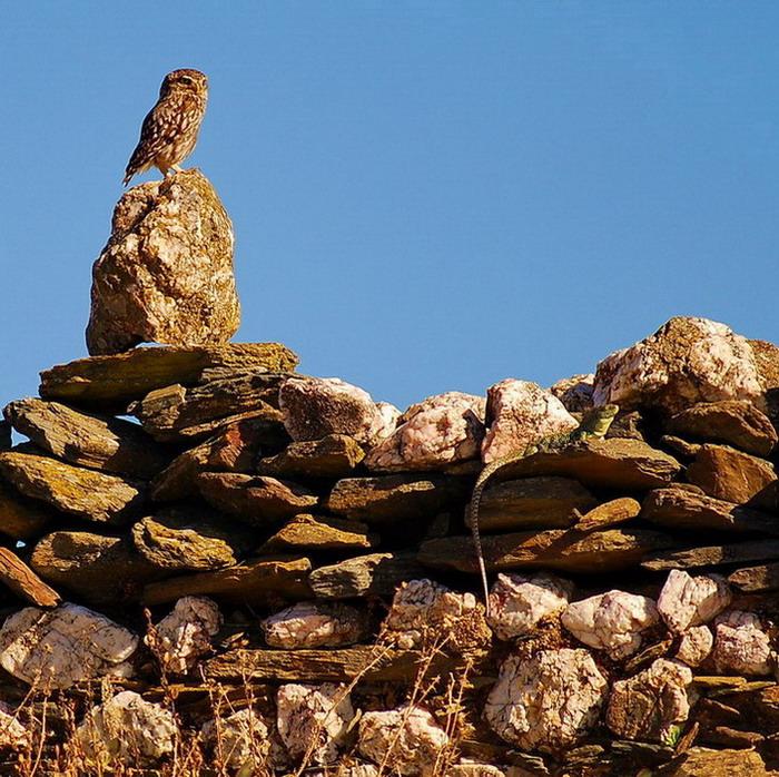 Mochuelo y lagarto ocelado