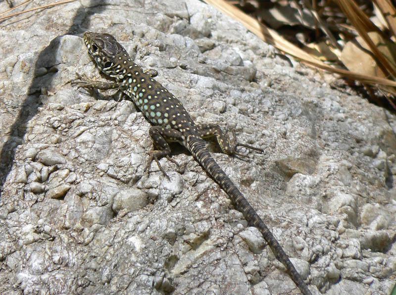 Lagarto ocelado joven