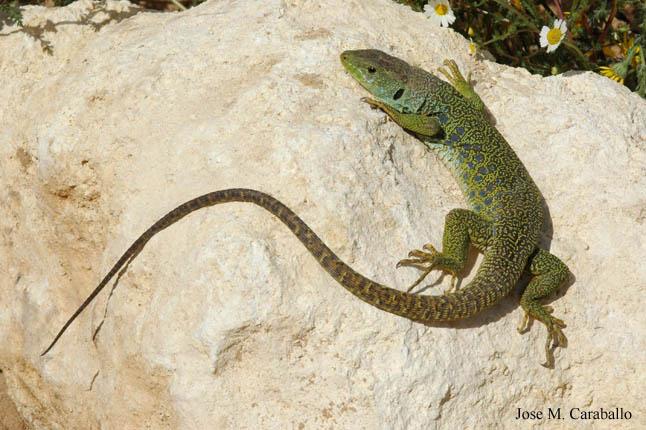 Lagarto ocelado sobre roca