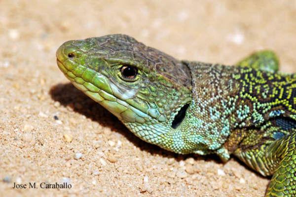Lagarto ocelado cabeza