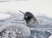 Ubuntu 11.04 (Natty Narwhal) Beta disponible para descarga