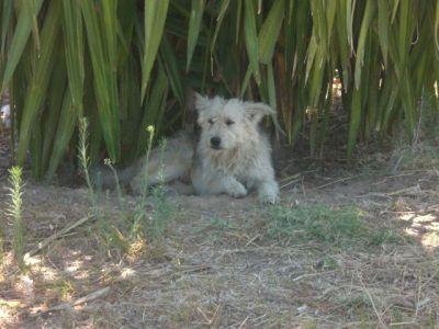 Perrito pequeño que lleva años viviendo debajo de una palmera. SOS