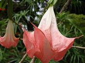 Brugmansia//Trompetero