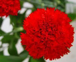 Flor Nacional de España, Clavel